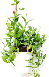 20PC 1.33'/16 Inch Natural Plant Stakes Garden Stakes Bamboo Sticks for Outdoor and Indoor, Potted Tomato Plant Support