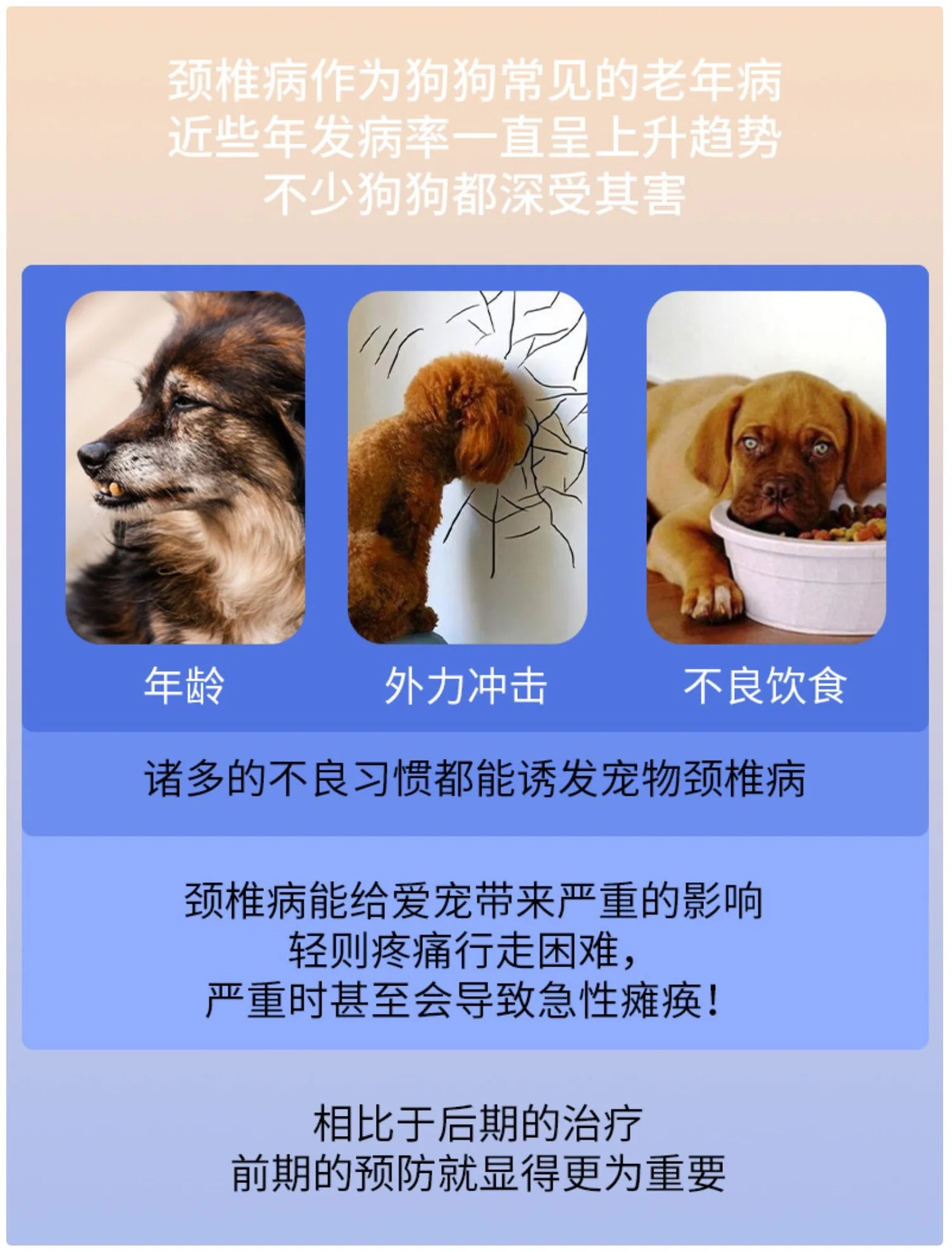 Pet Spine Support Suit - Adjustable Back Brace for Dogs, Posture Correction & Comfort